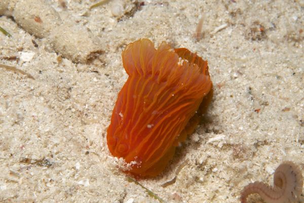 Gymnodoris sp