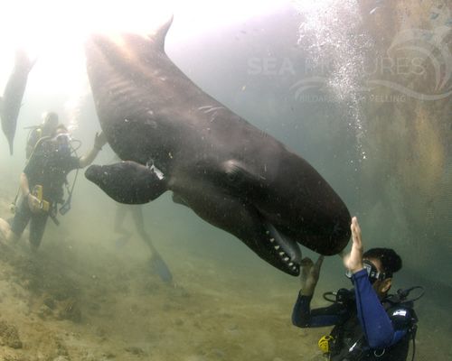 Meeressäuger Meeressäuger