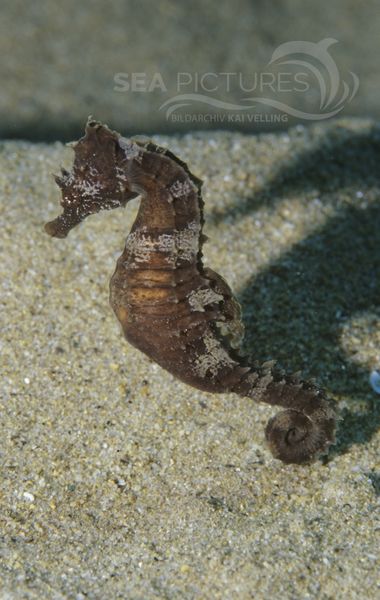 Kurzschnauzen-Seepferdchen  Hippocampus hippocampus  MI7
