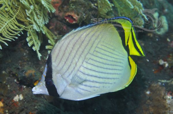 Chaetodon vagabundus