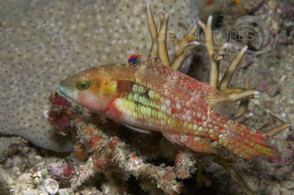 KV Cheilinus bimaculatus PH 08 09555