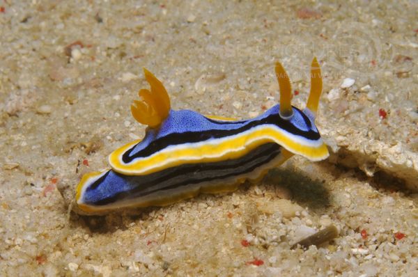 Chromodoris annae