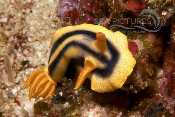 Chromodoris joshi 