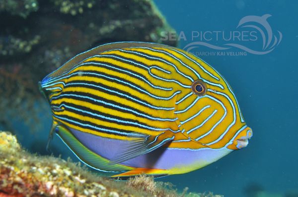 Acanthurus lineatus