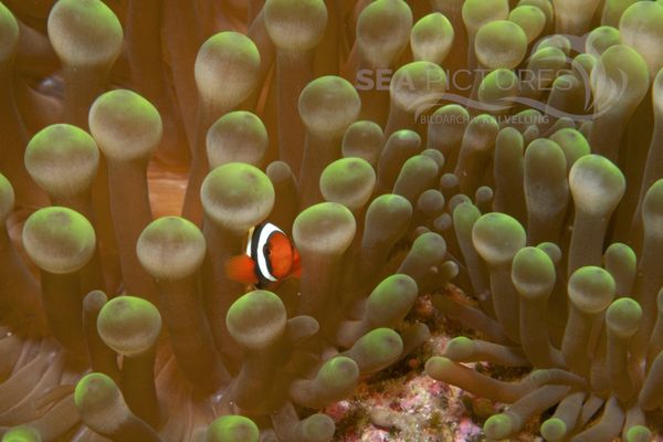 Amphiprion sp