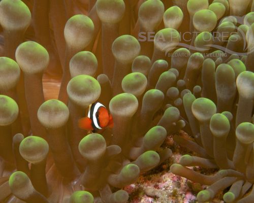 Anemonenfische