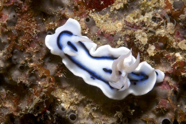 Chromodoris lochi