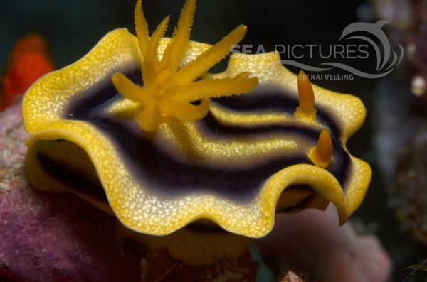 KV Chromodoris joshi PH 08 12460