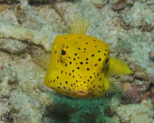 Kofferfische