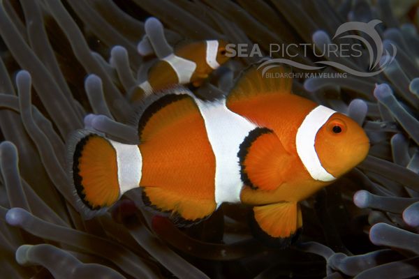 Amphiprion ocellaris