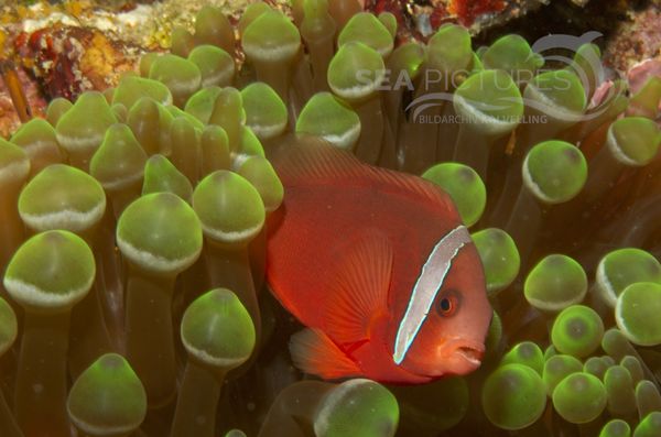 KV Anemonenfisch Amphiprion melanopus    PH 06 006