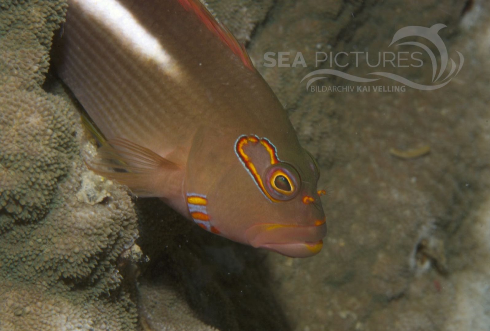 KV Paracirrhites  arcatus PH 08 02187