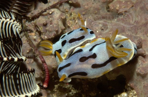 KV Chromodoris dianae Paarung PH 06 258