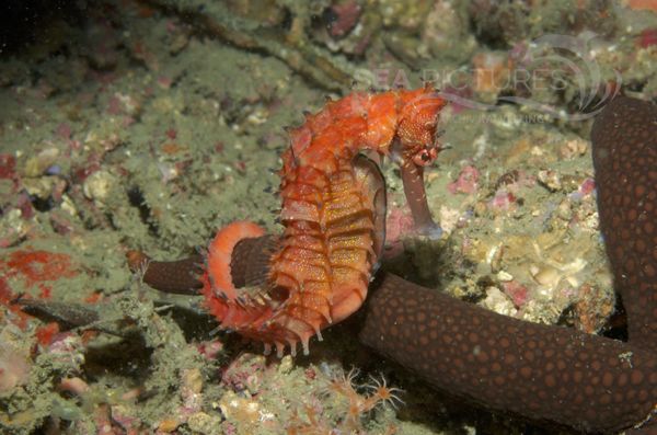 KV Hippocampus histrix 7528