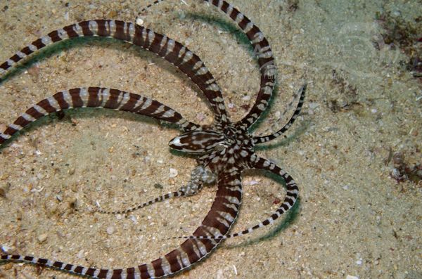 KV Mimikrykrake Octopus sp. PH 08 10569