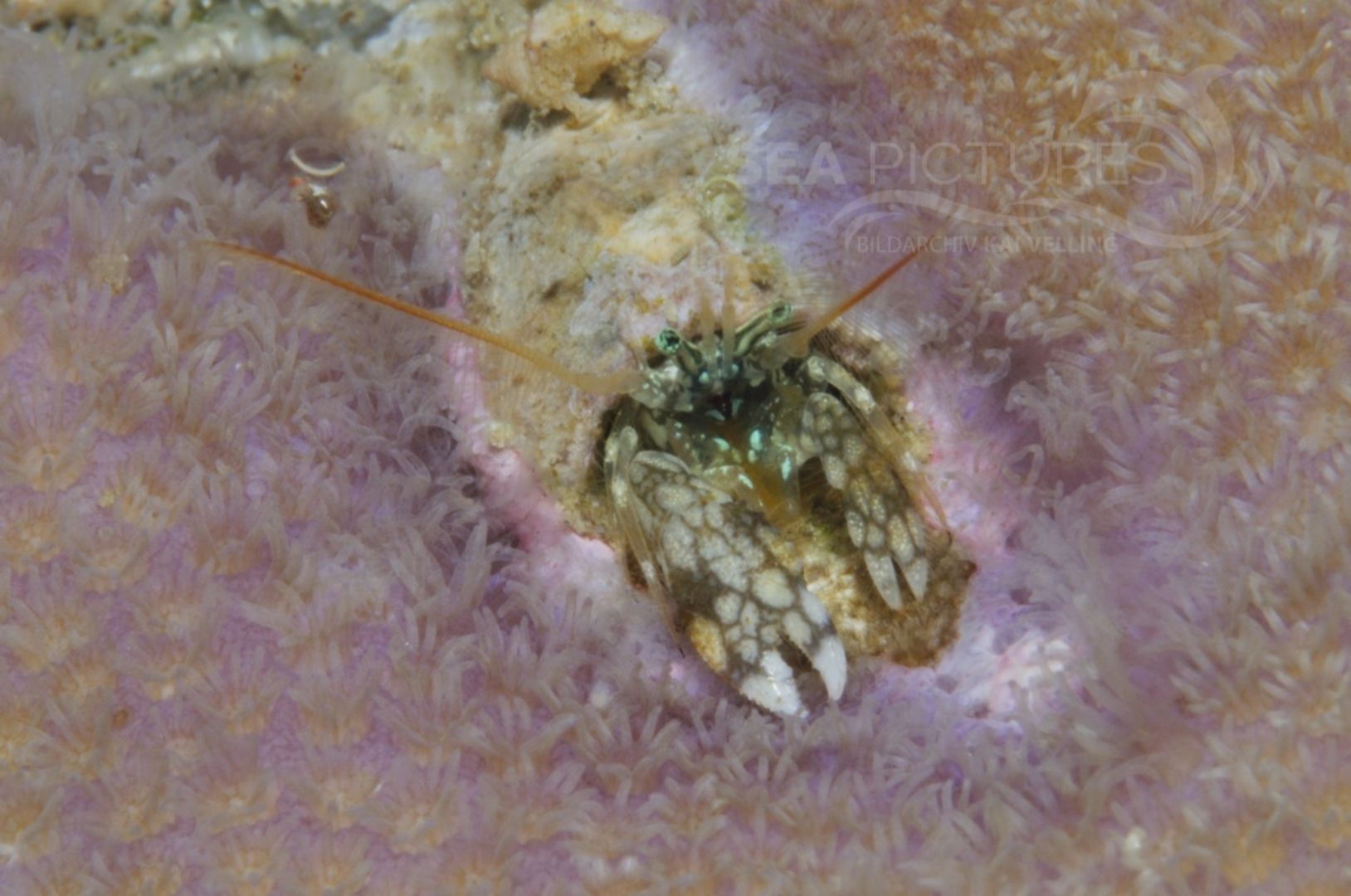 Paguritta sp