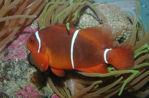 Samt-Anemonenfisch  Premnas biaculeatus  8537