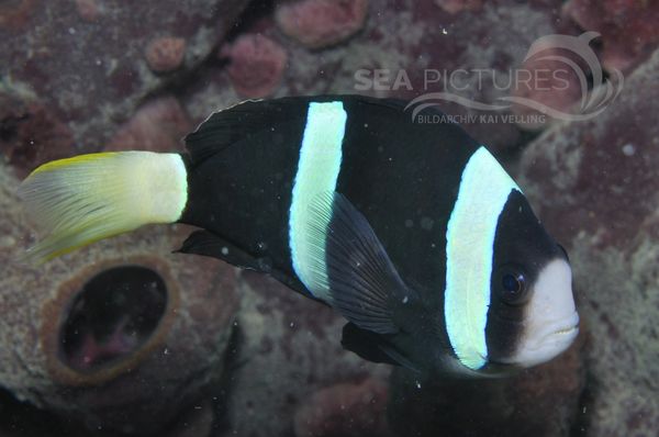 Amphiprion sp