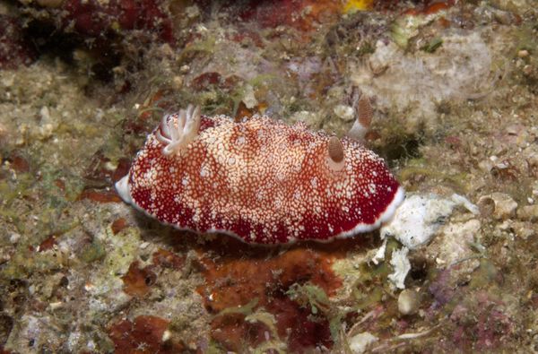 KV Chromodoris tinctoria PH 06 208