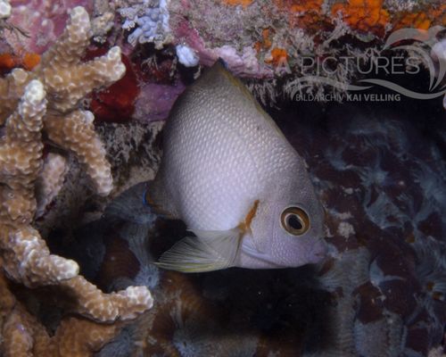 Kaiserfische