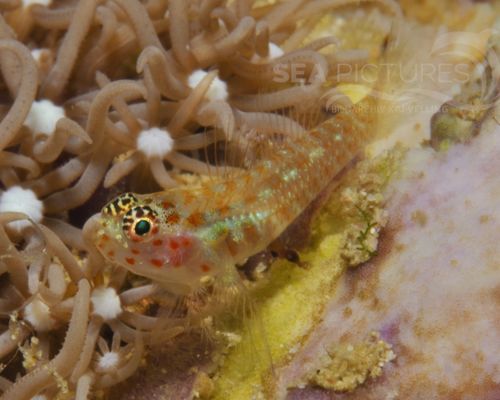 Meeresfische Meeresfische