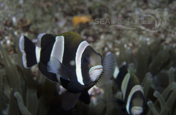 KV Australischer Anemonenfisch  Amphiprion latezonatus  AU JU 04