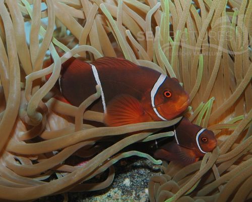 Anemonenfische