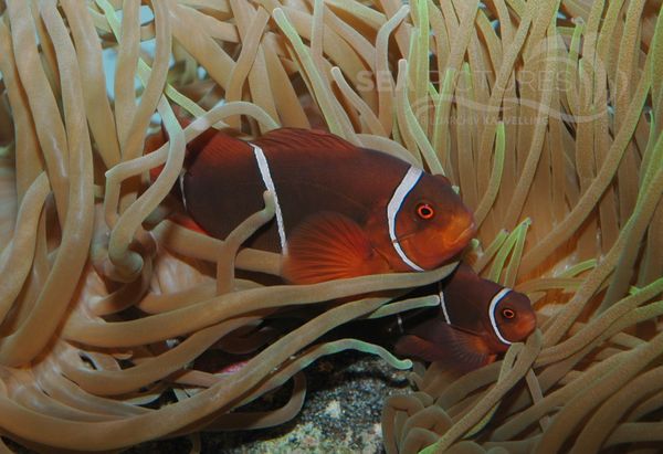 Samt-Anemonenfisch  Premnas biaculeatus  8371